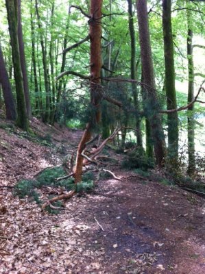 split pine2.JPG