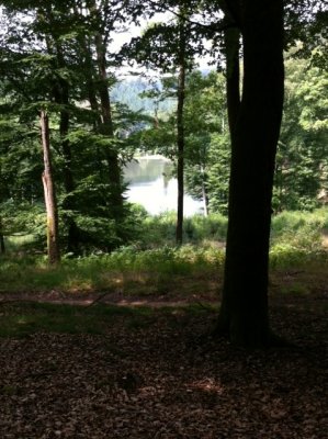 Lake through the trees.JPG