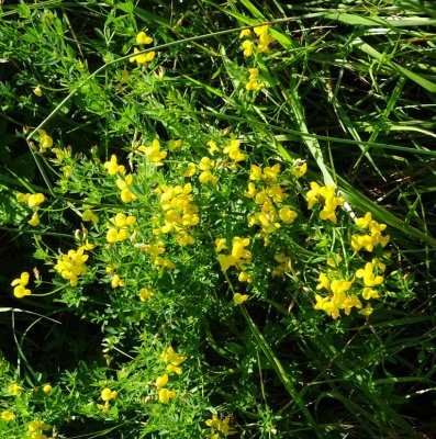 17-7-16_Flowers1.jpg