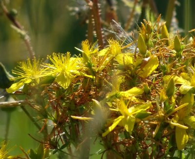 17-7-16_Flowers2.jpg