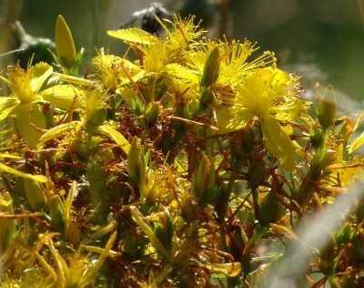 17-7-16_Flowers3.jpg