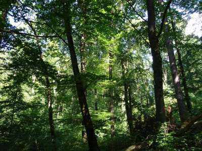 17-7-16_Forest.jpg