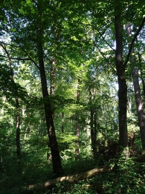 17-7-16_Forest2.jpg
