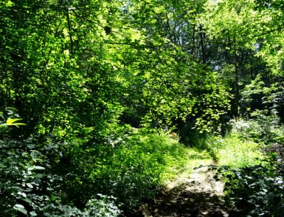 17-7-16_Trail2.jpg