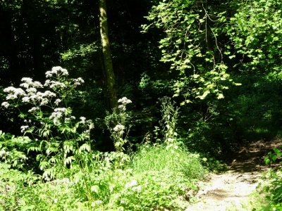 17-7-16_Trail3.jpg