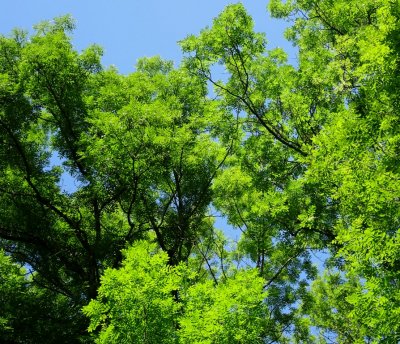 17-7-16_Trees.jpg