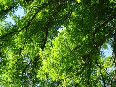 17-7-16_Trees2.jpg