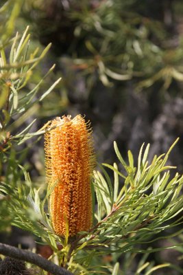 santa_cruz_arboretum