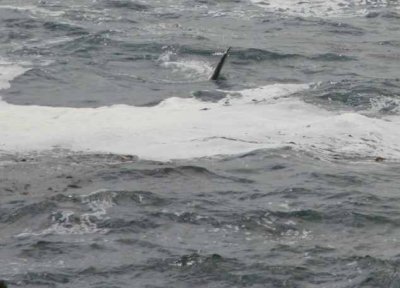 whale4.jpg