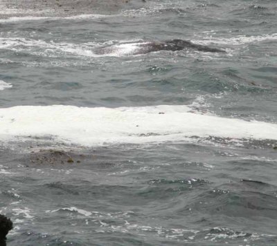 whale8.jpg
