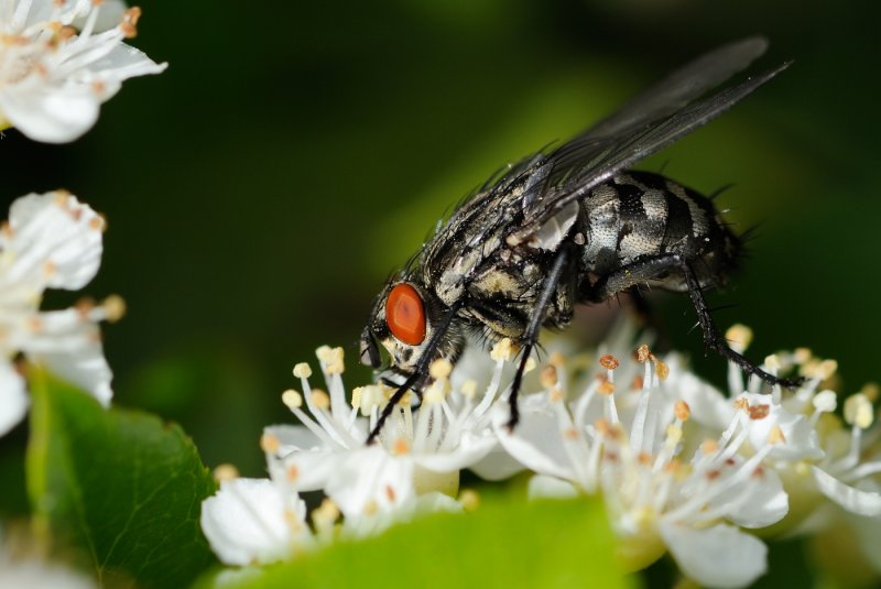 Flesh fly (Kdflue / Sarcophagidae sp.)