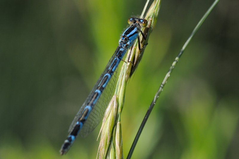 Dainty Damselfly (Coenagrion scitulum)