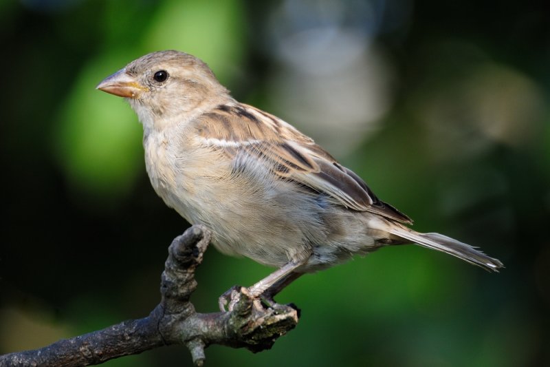 House Sparrow (Grspurv / Passer domesticus)