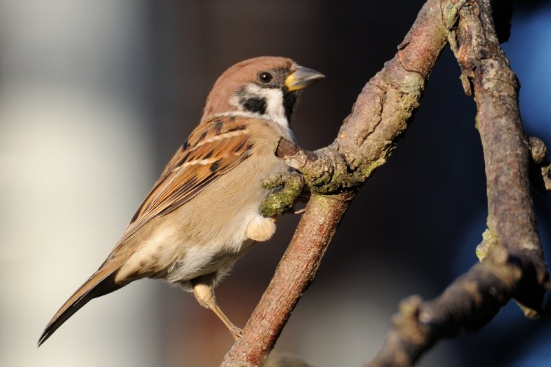 Tree Sparrow (Skovspurv / Passer montanus)