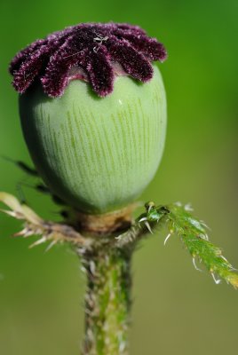 Oriental Poppy (Valmue / Papaver orientale)