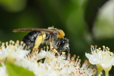 Mining bee (Andrena nitida)