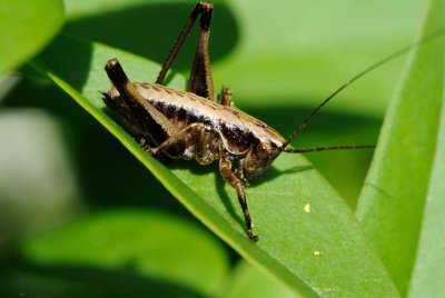 Dark bush-cricket (Buskgrshoppe / Pholidoptera griseoaptera)