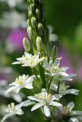 Camassia (Prærielilje / Camassia leichtlinii)