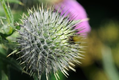 Spear Thisle (Horse-Tidsel / Cirsium vulgare)