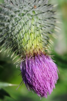 Spear Thisle (Horse-Tidsel / Cirsium vulgare)