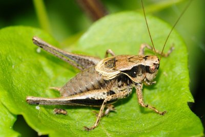 Dark bush-cricket (Buskgrshoppe / Pholidoptera griseoaptera)