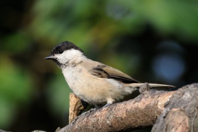 Marsh tit (Sumpmejse / Poecile palustris)