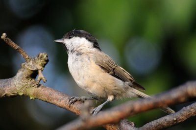 Marsh tit (Sumpmejse / Poecile palustris)