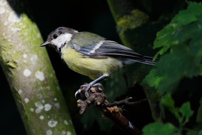 Great Tit (Musvit / Parus major)