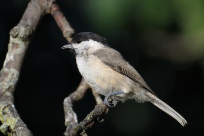 Marsh tit (Sumpmejse / Poecile palustris)