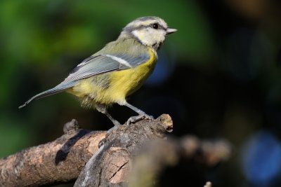 Blue tit (Blåmejse / Cyanistes caeruleus)