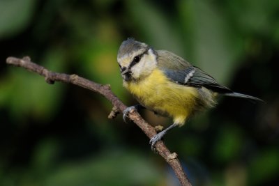 Blue tit (Blåmejse / Cyanistes caeruleus)