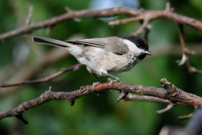 Marsh tit (Sumpmejse / Poecile palustris)