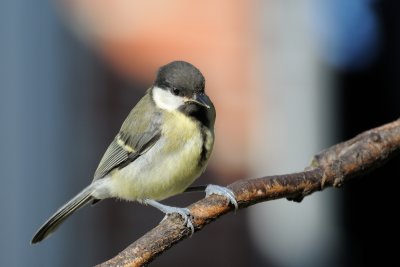 Great Tit (Musvit / Parus major)