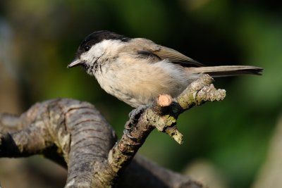 DSC_5031 nx2.jpg