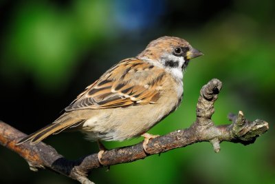 Tree Sparrow (Skovspurv / Passer montanus)