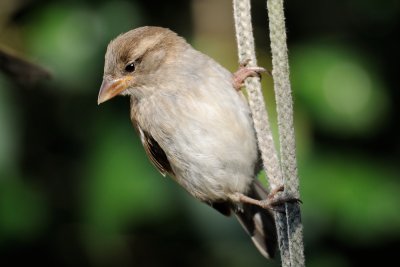 House Sparrow (Gråspurv / Passer domesticus)