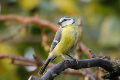 Blue tit (Blåmejse / Cyanistes caeruleus)
