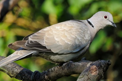 Collared dove (Tyrkerdue / Streptopelia decaocto) (updated:2014-10-06)