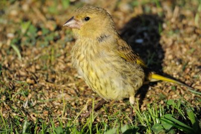 Greenfinch (Grønirisk / Carduelis chloris) (updated:2008-10-22)