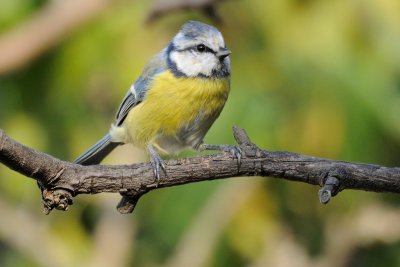 Blue tit (Blåmejse / Cyanistes caeruleus)