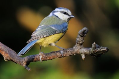 Blue tit (Blåmejse / Cyanistes caeruleus)