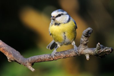 Blue tit (Blåmejse / Cyanistes caeruleus)