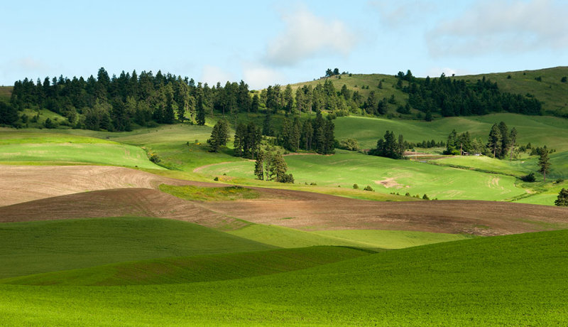 Palouse 2006