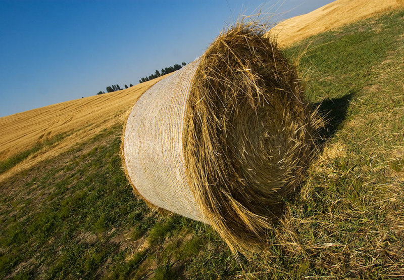 Palouse 2006