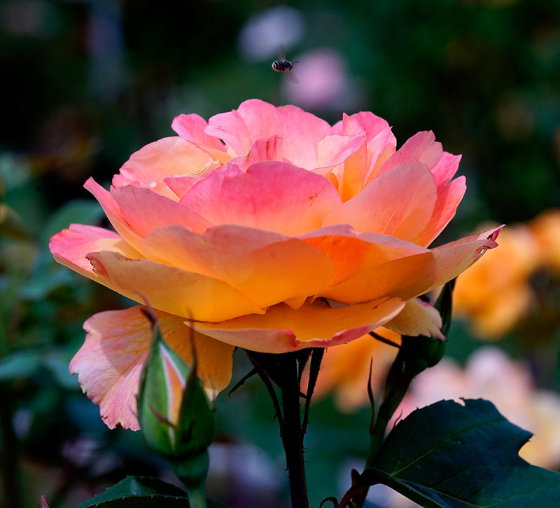 McKinley Park Rose Garden