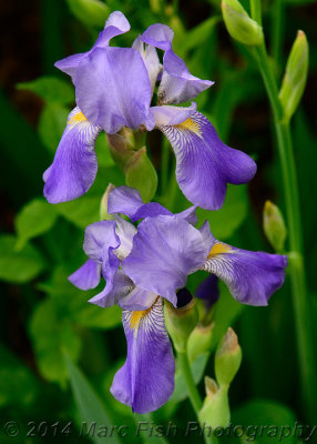 Iris - another view