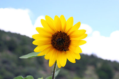 Wild sunflower