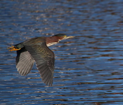 Green heron (subadult)