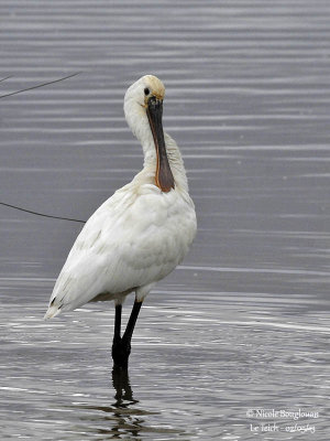 Eurasian Spoonbill 1299