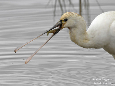 Eurasian Spoonbill 1263